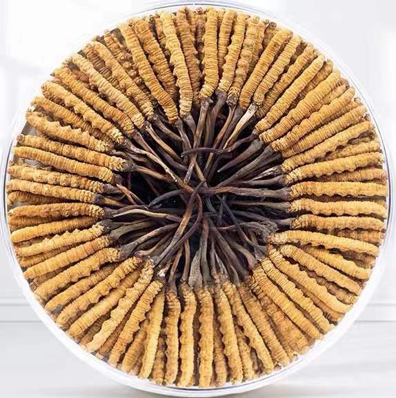 皮山冬虫夏草回收